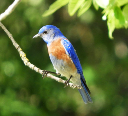 western blue 1 graphic